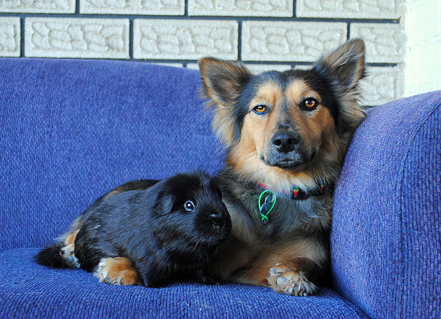 Welsh Corgi