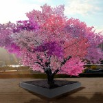 Tree of 40 Fruits
