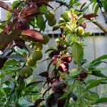 Some of the Different Fruits