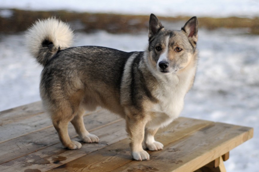 A Welsh Corgi