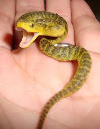 A full grown bush viper in an adult hand