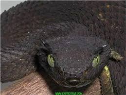 Bush Viper Black