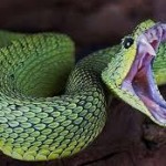 Bush Viper Fang