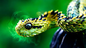 The most popular photo of a bush viper