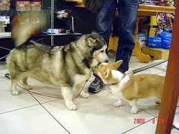 A Horgi meeting a Corgi!