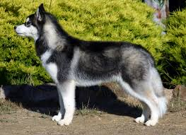 A Siberian Husky