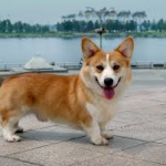 A Welsh Corgi