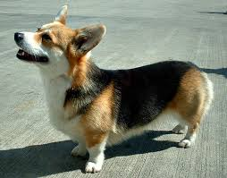 Welsh Corgi