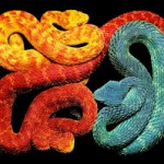 An array of bush viper colors